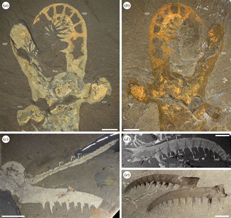 apex predator of the cambrian.